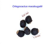 Ortegocactus macdougallii.jpg